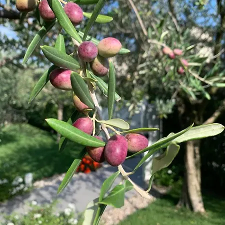 Lori Garden And דירה *